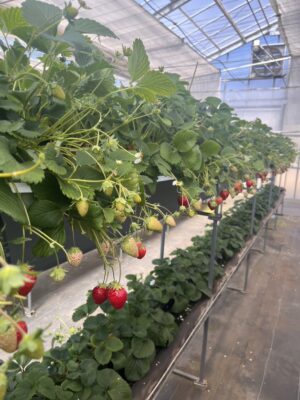 相模原のいちご狩り・苺の郷　中里農園