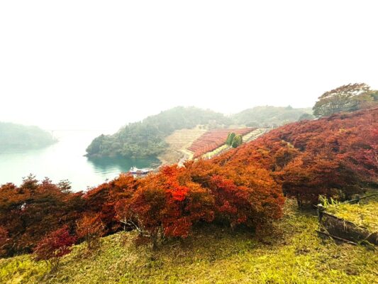 宮ケ瀬湖、鳥居原苑池のドウダンツツジを見てきました