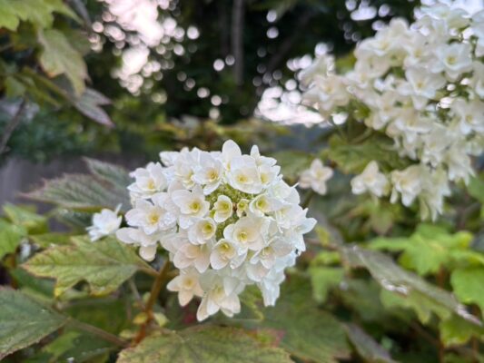 夏至のモッケヤ