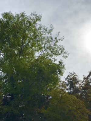 春の音に誘われて。散歩道で見つけた小さな癒やし