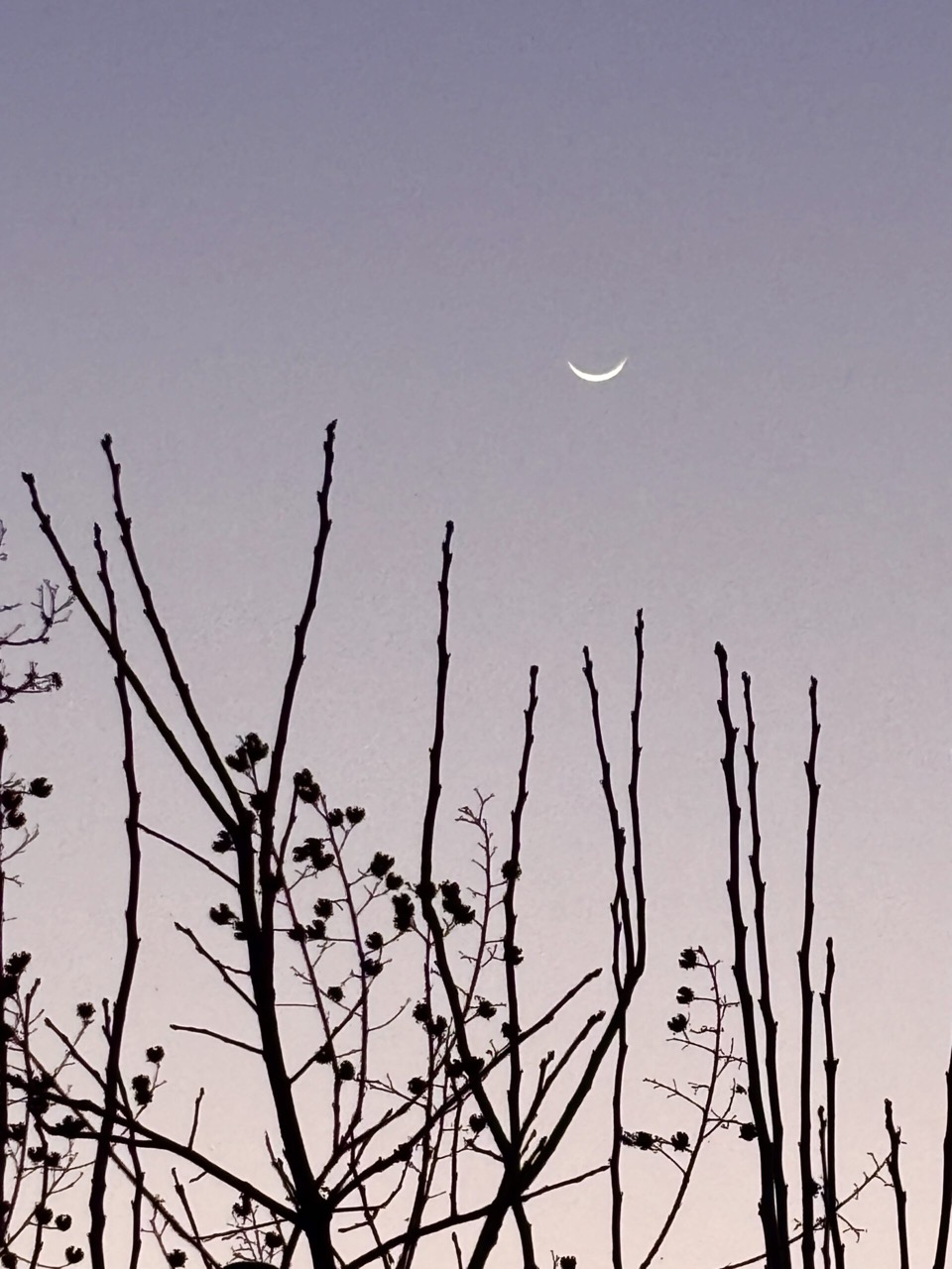 薄紫色の夕方の空に浮かぶ白い月