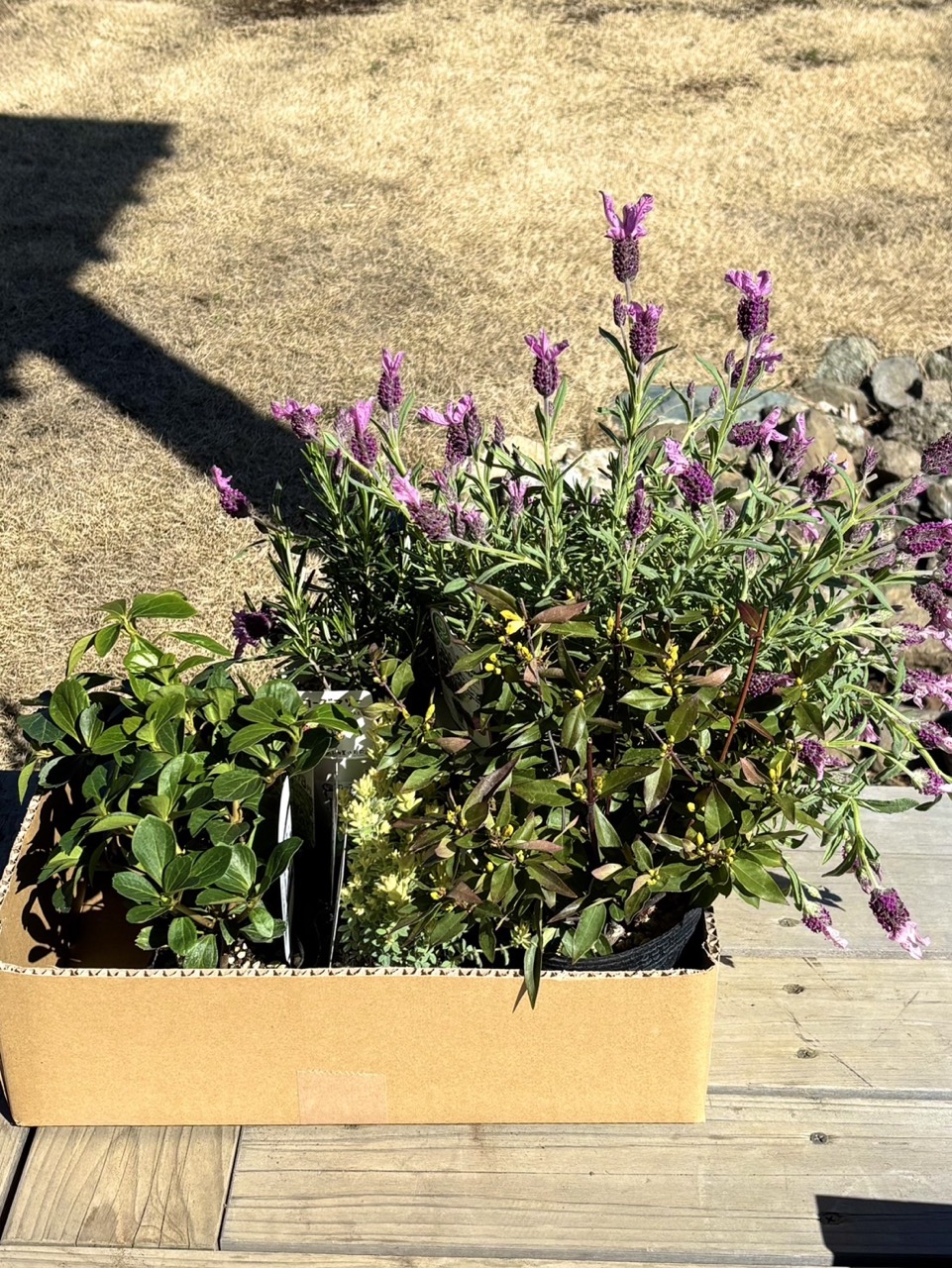 ホームセンターコメリで購入した花の苗