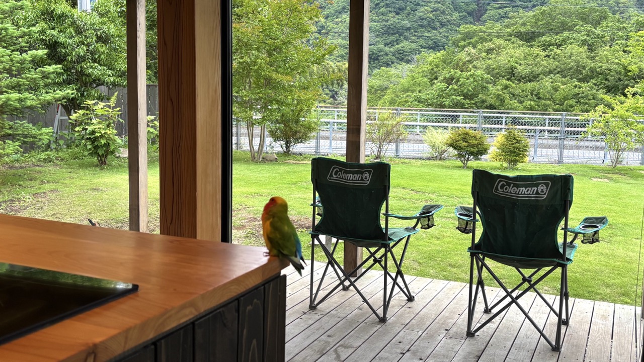 モッケヤの室内から庭を見る。キッチンカウンターにとまるインコ。