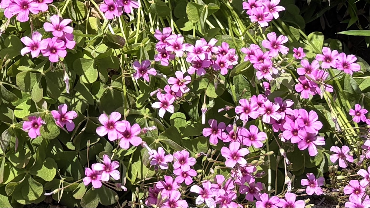 ピンクの小さな花