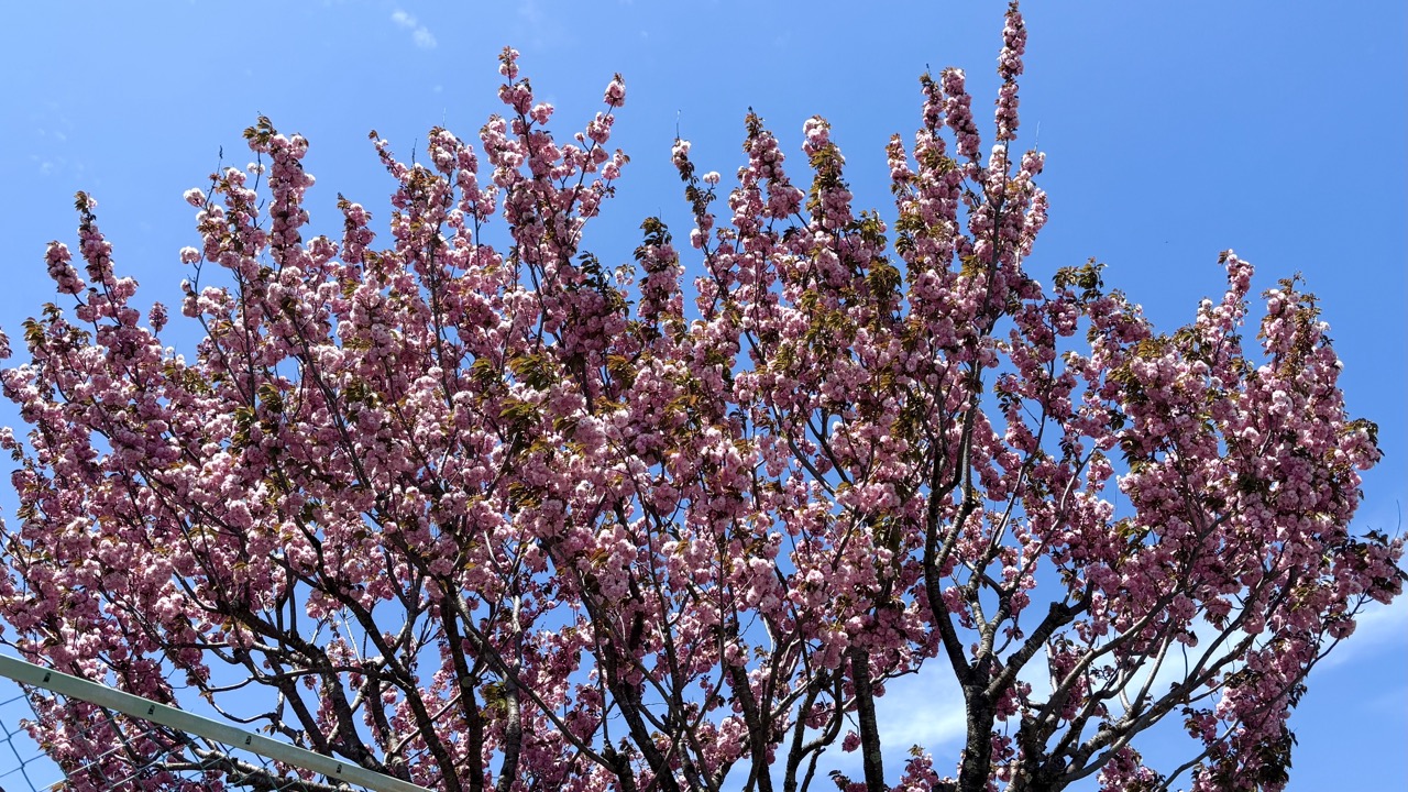 ピンクの花をつけた木