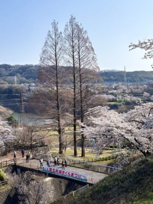 津久井湖の桜とシンボル木、メタセコイア
