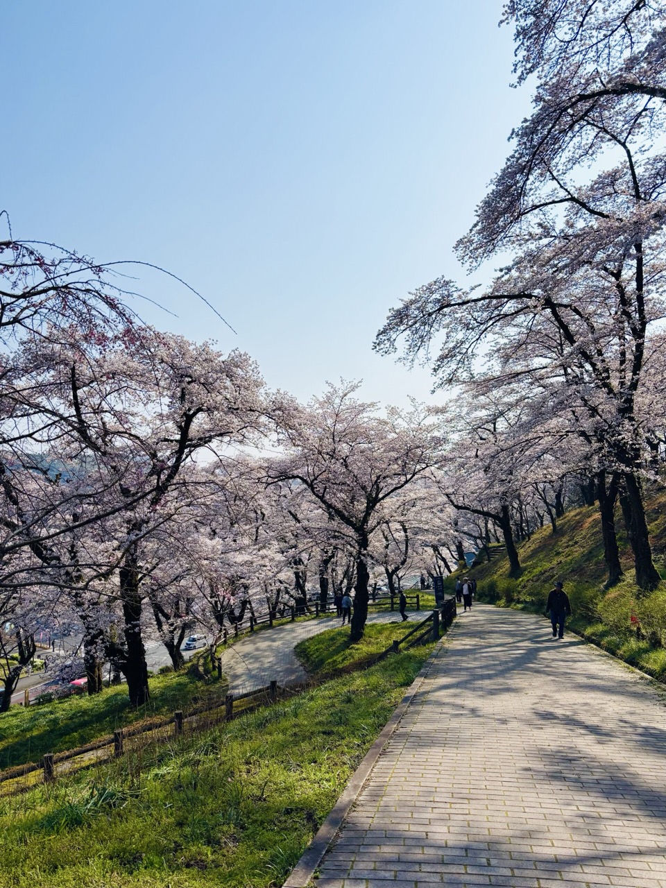 津久井湖の桜並木