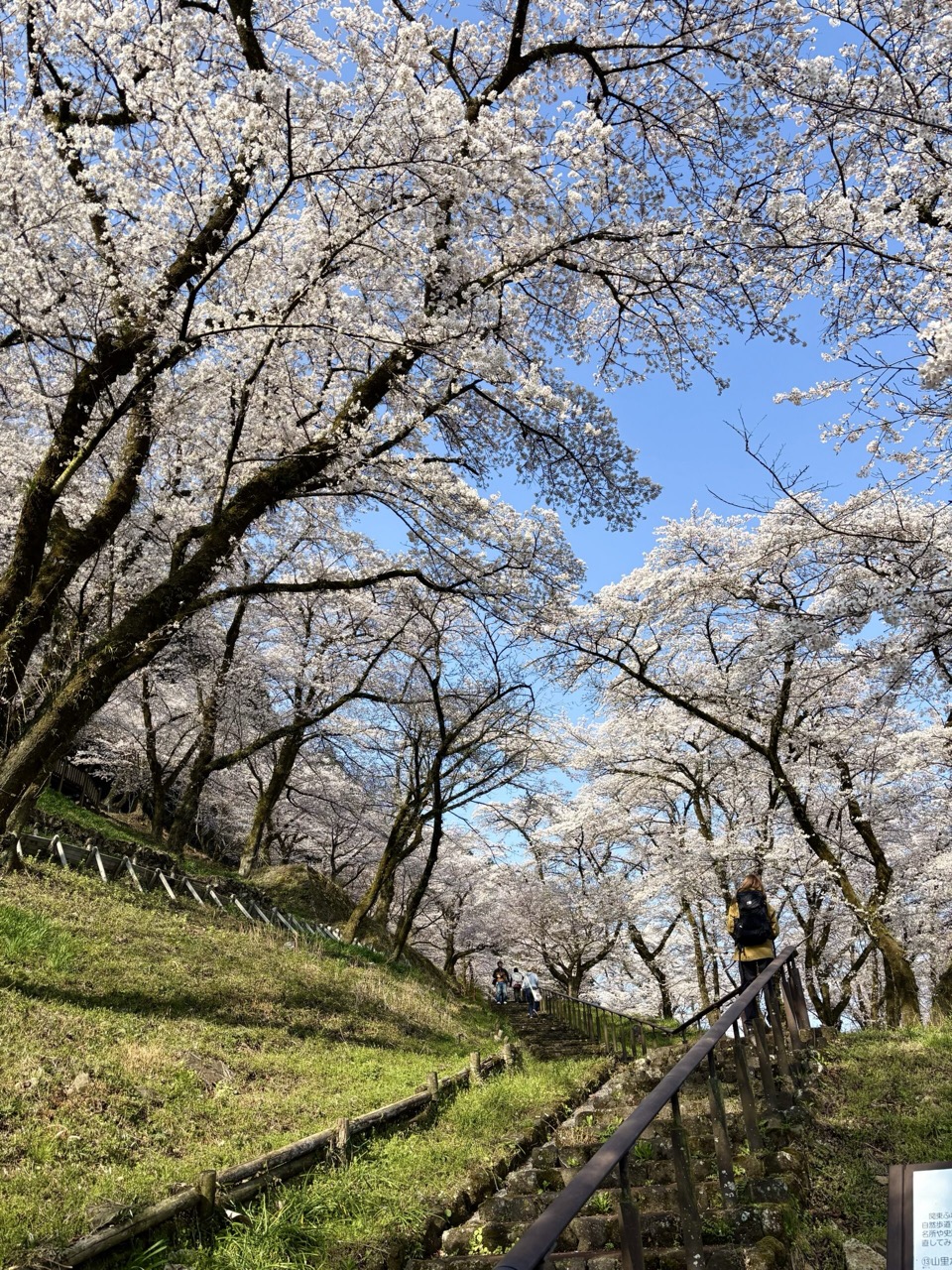津久井湖の桜並木