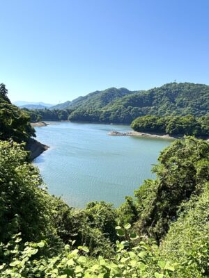 緑の海を、突き抜ける。津久井湖こいのぼり