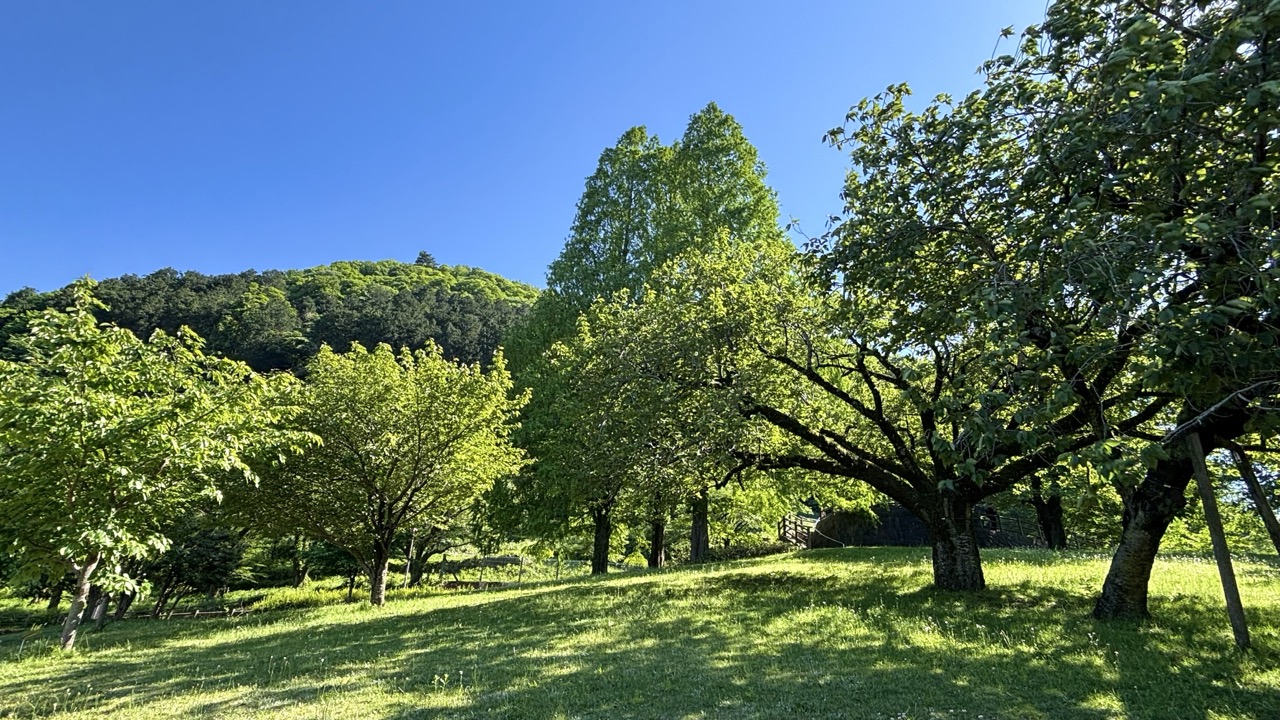 緑萌ゆる津久井湖の公園