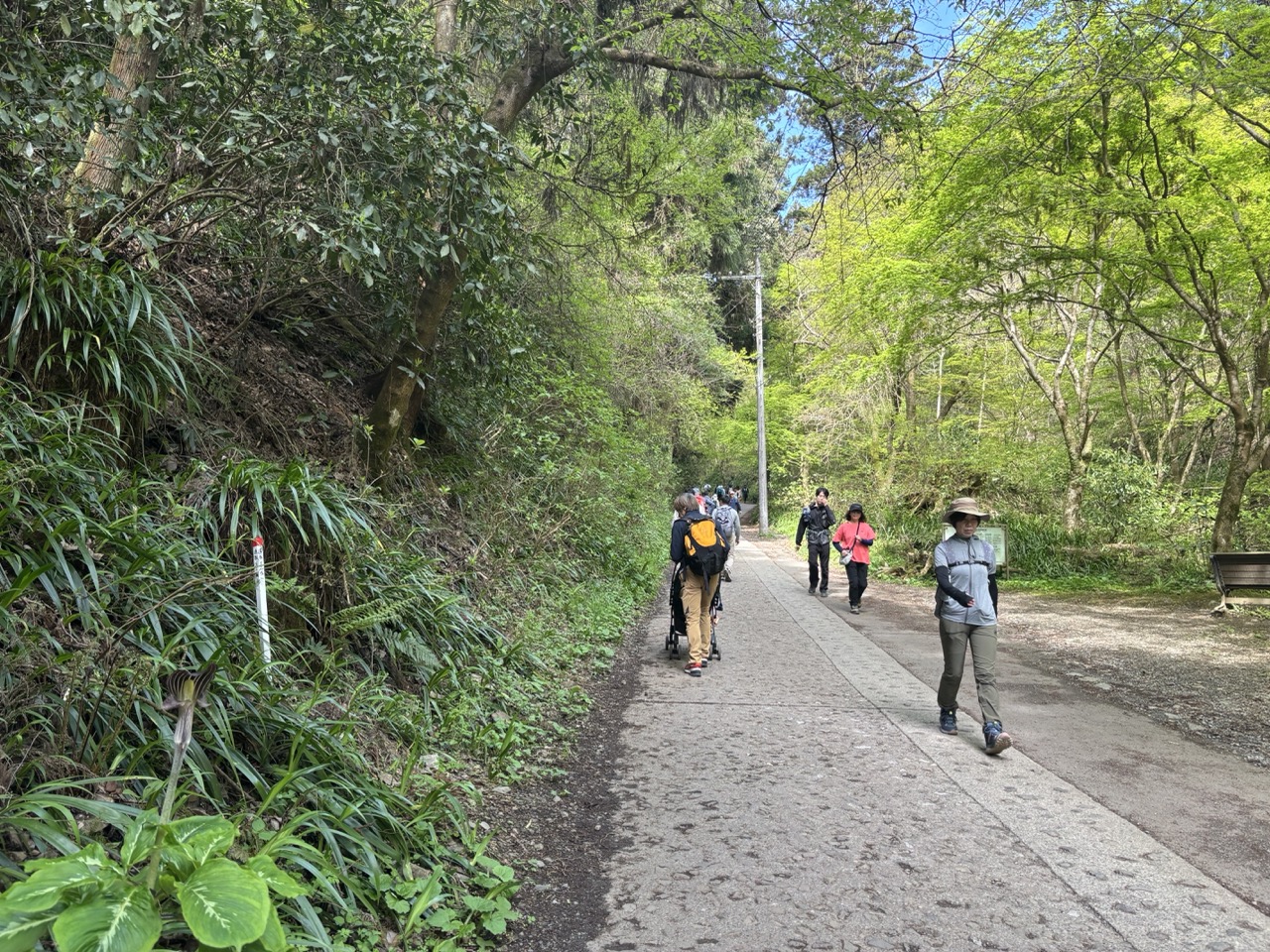 高尾山の舗装された登山道をベビーカーで上男性の後ろ姿