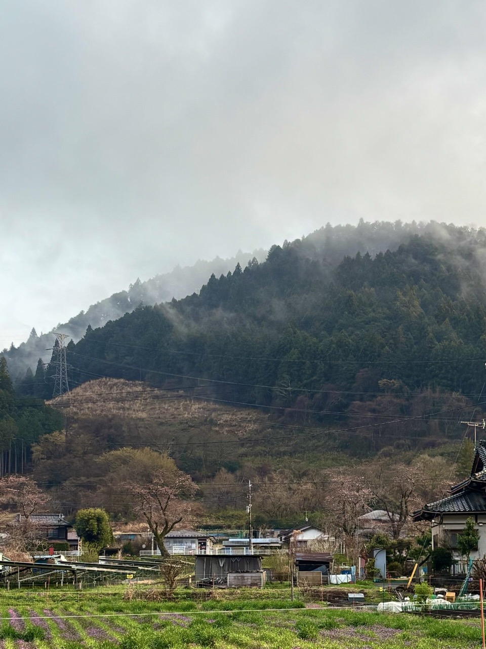 雨が降る青野原の山から立ち上る蒸気