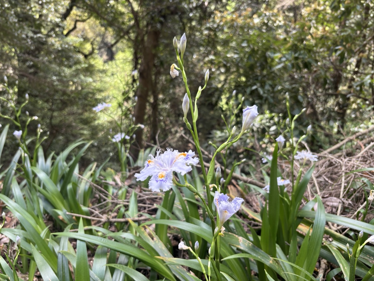 高尾山の山道に咲く白い花、シャガ