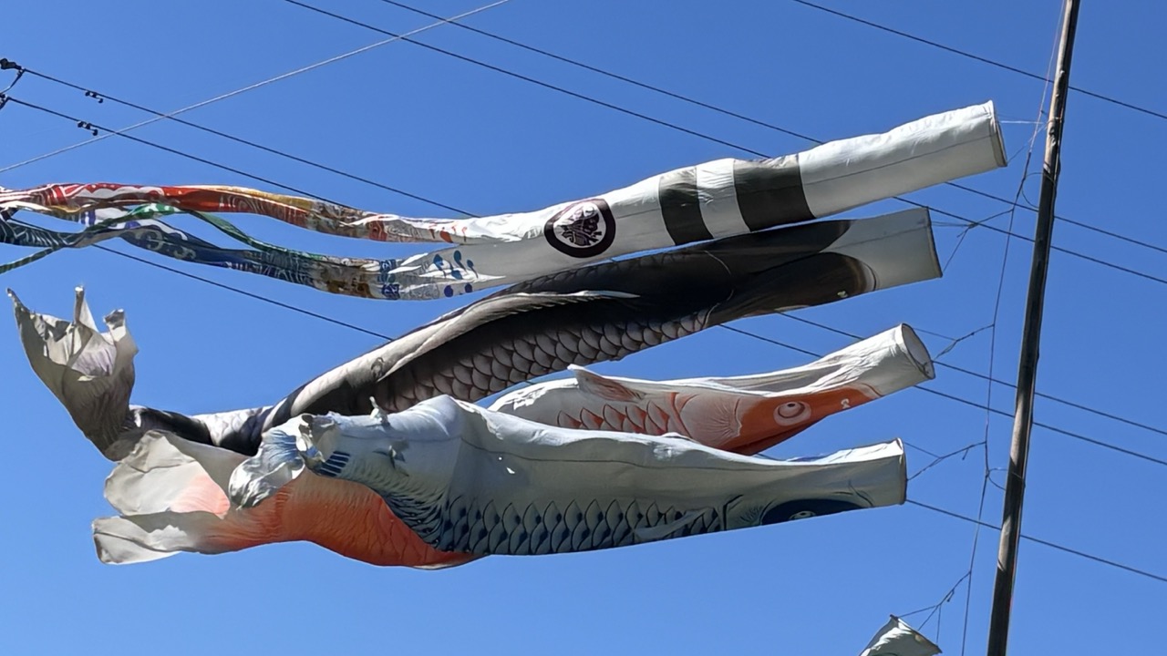 青空を泳ぐ鯉のぼり・津久井湖新緑こども祭り