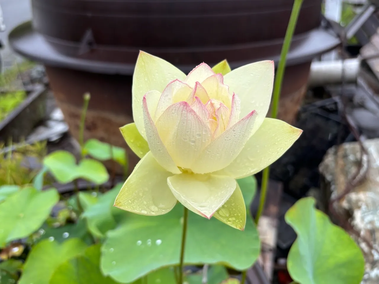 白いハスの花
