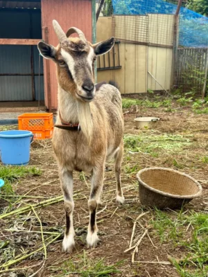 栗の花とミツバチとヤギのいる午後
