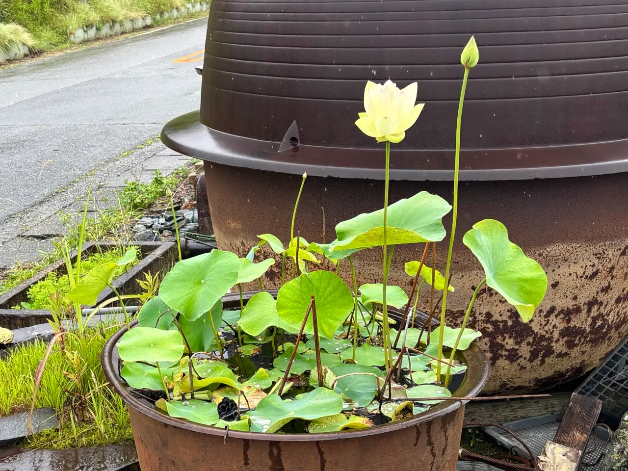 水鉢に浮かぶ、白いハスの花