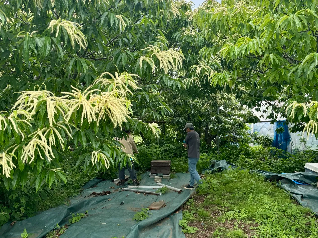 青根ファームの栗の木と養蜂箱