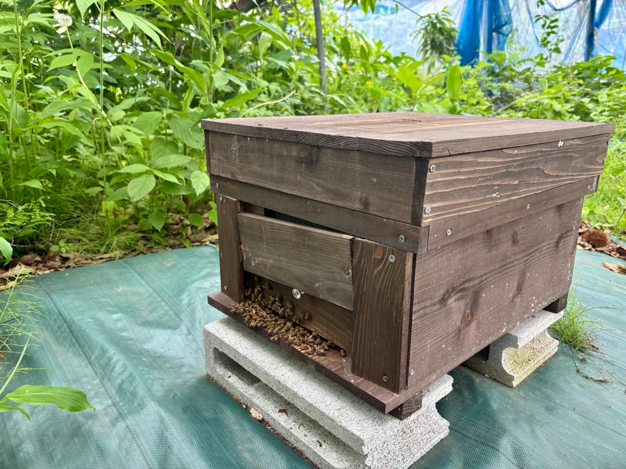 青根ファームの養蜂箱