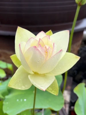 ハスが咲いたよ、の連絡がうれしい朝