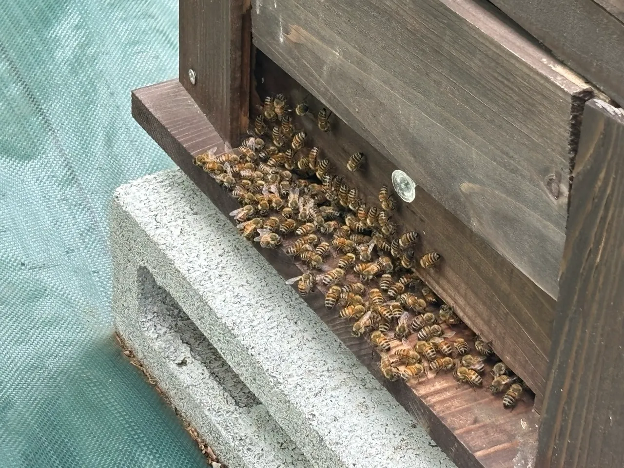 セイヨウミツバチと養蜂箱