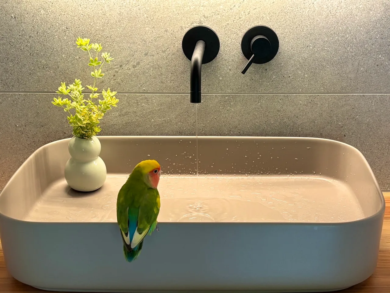 セカンドハウスモッケヤの洗面台の上にとまるコザクラインコのルーちゃん