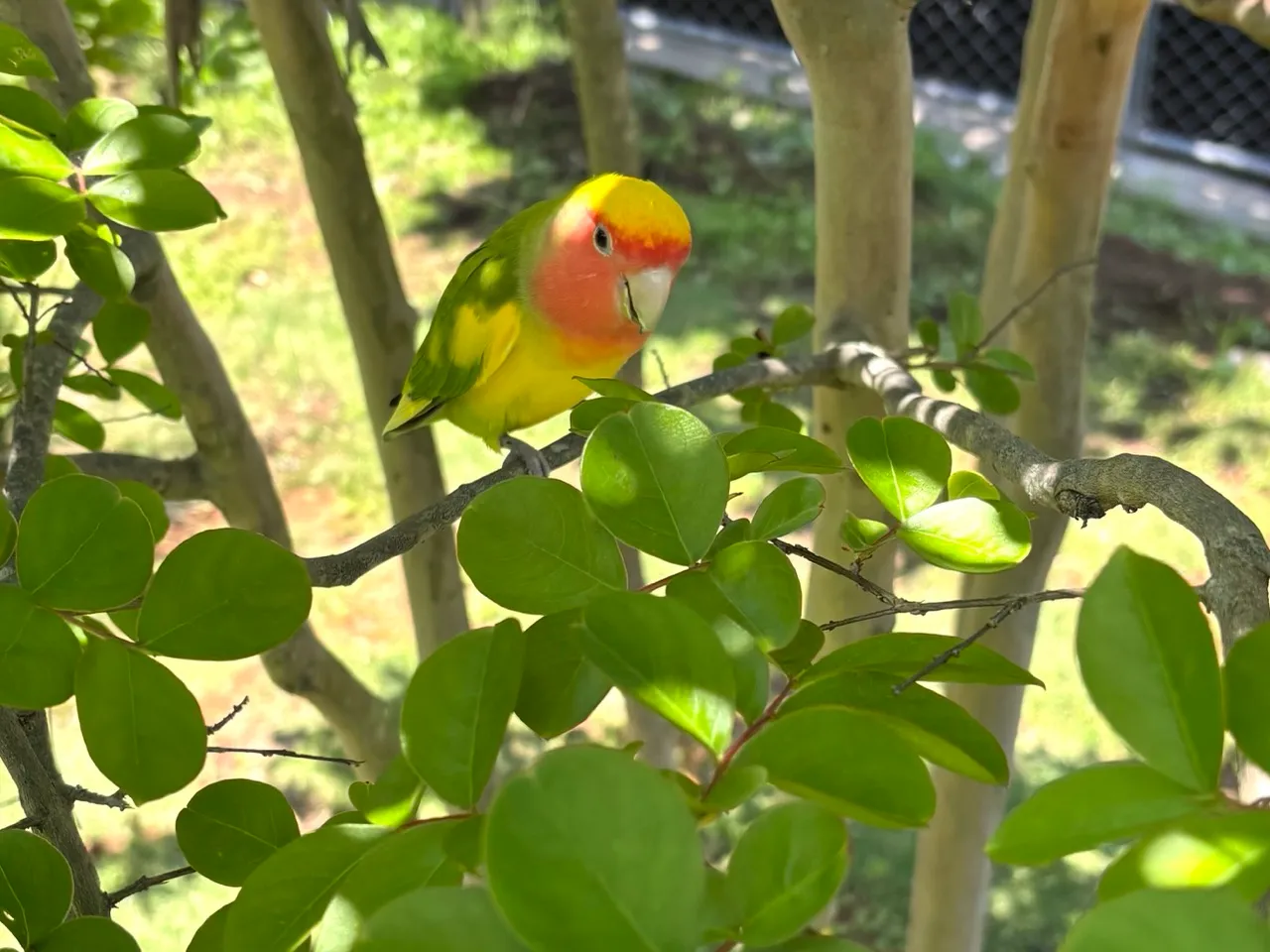 モッケヤの庭の木の上でくつろぐコザクラインコのルーちゃん
