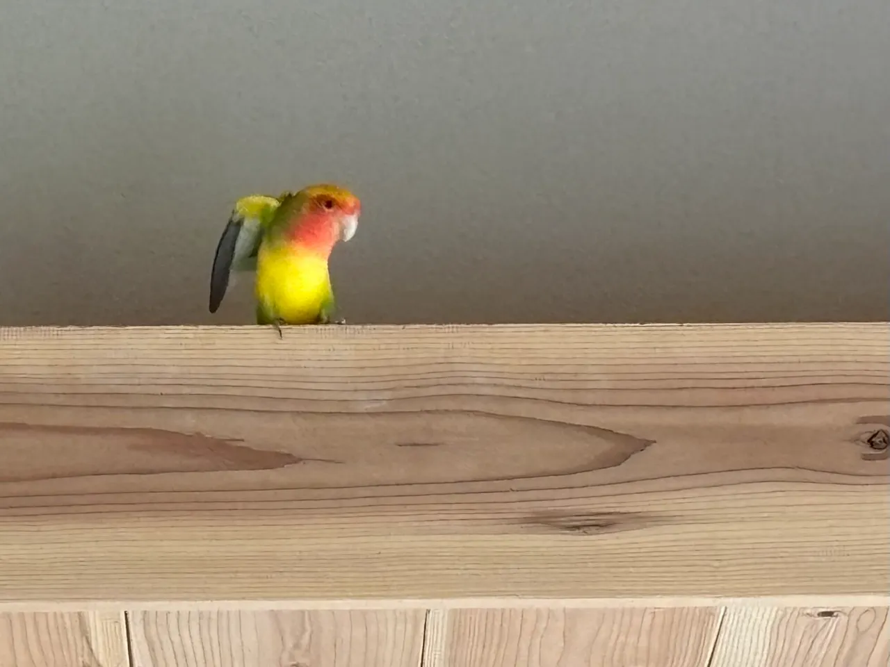 セカンドハウスモッケヤの梁の上にとまるコザクラインコのルーちゃん