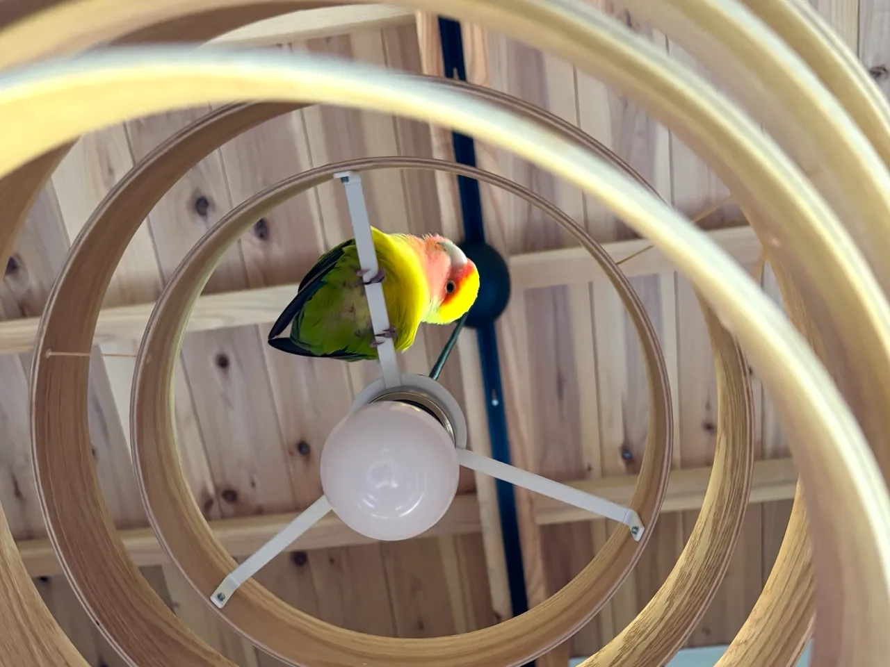セカンドハウスモッケヤのペンダントライトの中にとまるコザクラインコのルーちゃん