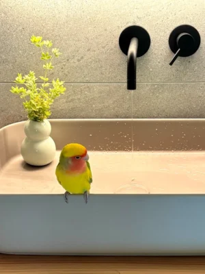 二拠点生活とペット、コザクラインコのルーちゃんの二拠点生活
