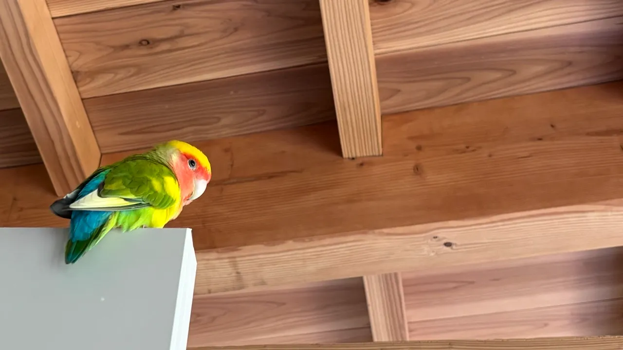 天井をバックに、ドアの上にとまるコザクラインコのルーちゃん