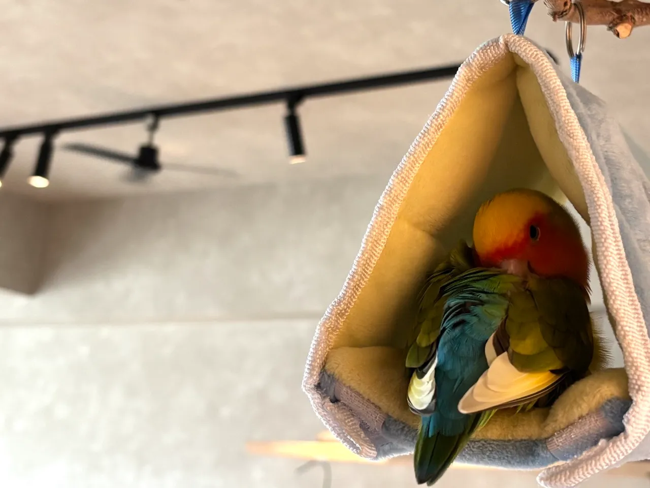 自宅の止まり木テントの中で休むコザクラインコのルーちゃん