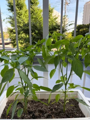 青根ファームと代表にインスパイアされて育て始めた、ベランダの野菜とハーブたち