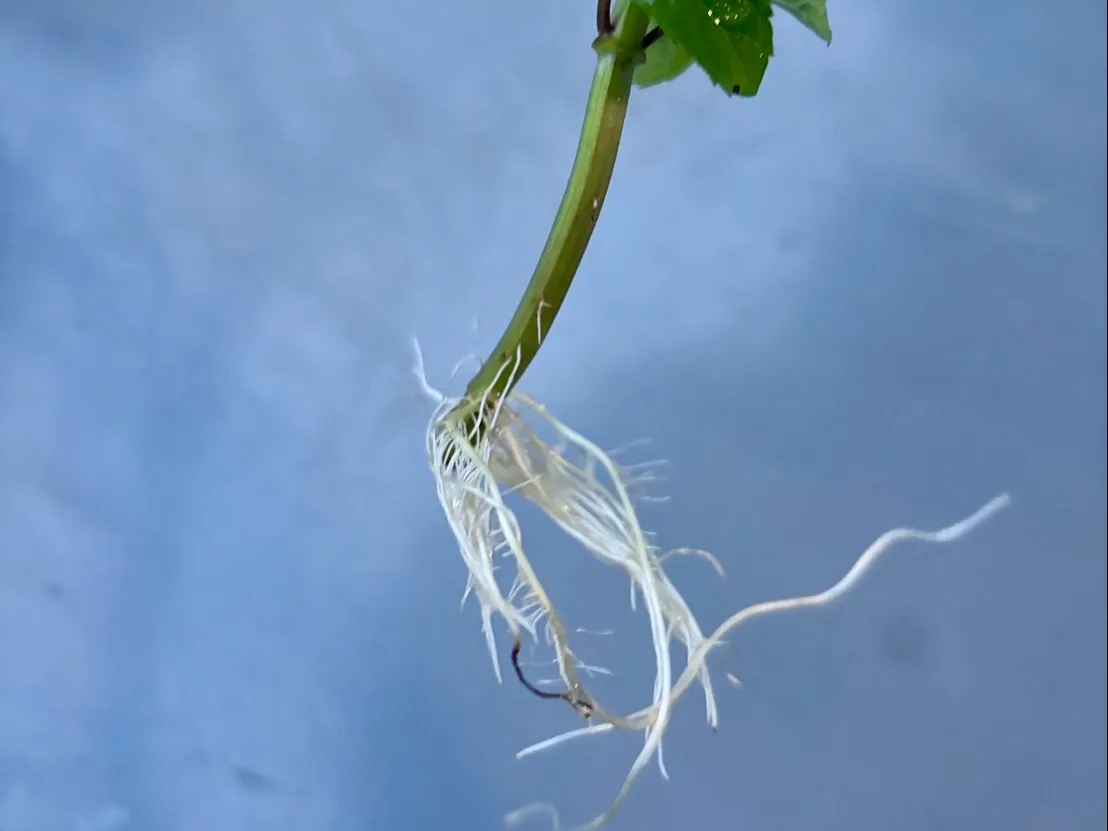 ミントの茎から出てきた根っこ
