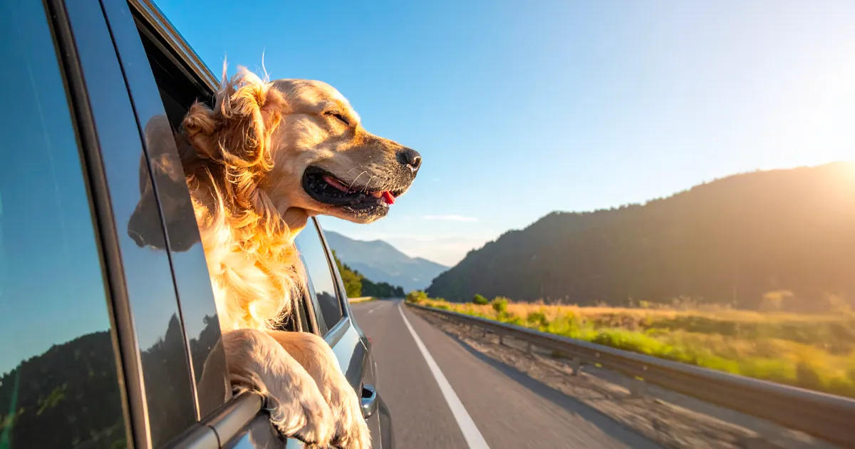 車に乗る犬