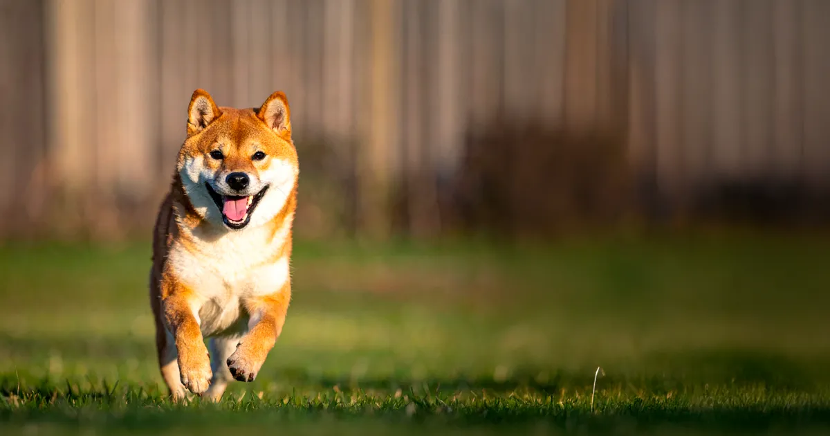 愛犬と旅行するだけじゃない。愛犬と過ごす「週末の居場所」というセカンドハウスの選択