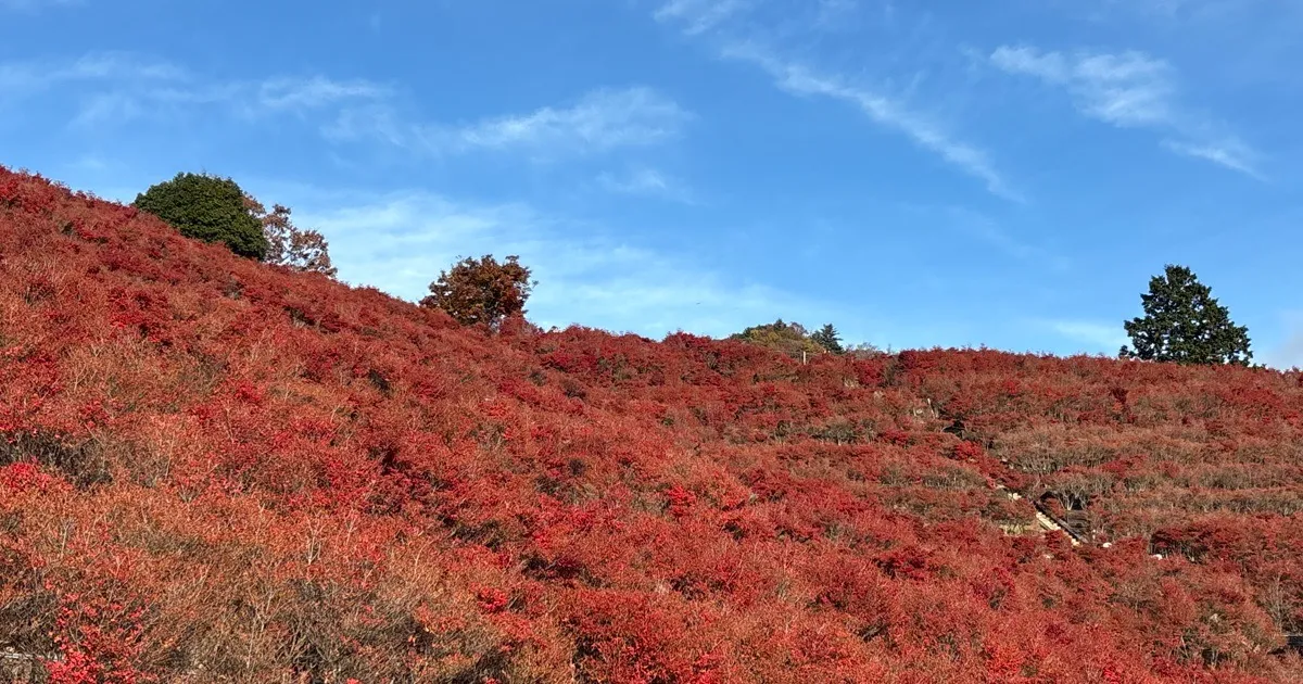 宮ヶ瀬湖のドウダンツツジ　紅葉
